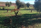 Non-developable land for sale in Villafranca de los Barros ref: TR387287 photo