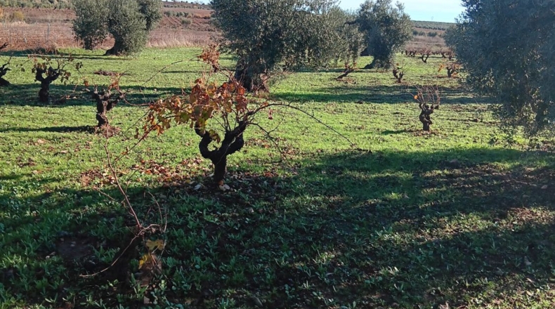 Badajoz - Villafranca de los Barros - 22500m2
