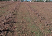 Non-developable land for sale in Villafranca de los Barros ref: TR387287 photo