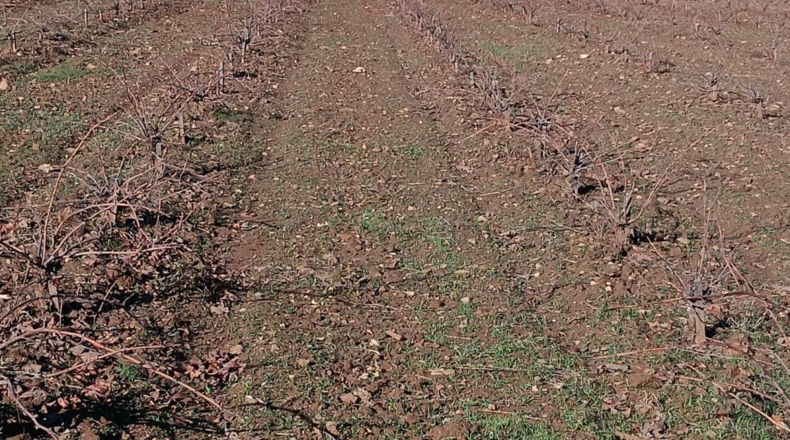 Badajoz - Villafranca de los Barros - 22500m2
