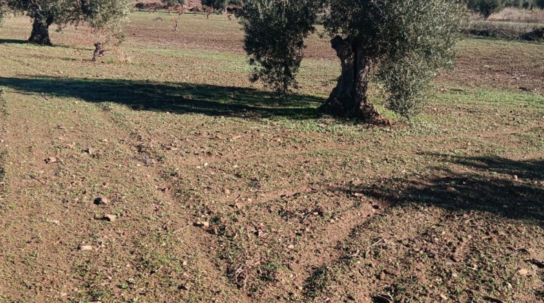 Badajoz - Villafranca de los Barros - 22500m2