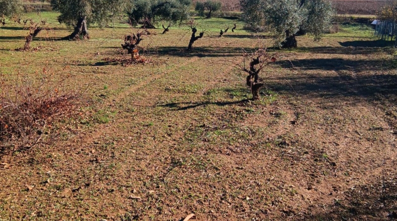 Badajoz - Villafranca de los Barros - 22500m2