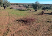 Non-developable land for sale in Villafranca de los Barros ref: TR387287 photo