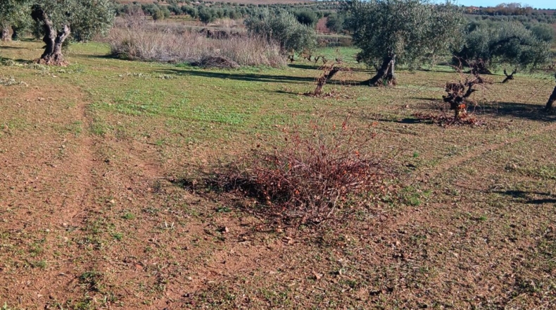 Badajoz - Villafranca de los Barros - 22500m2