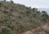 Terreno no urbanizable en venta en la Lagar mesoneros, Almogía, ref: TR387663 foto
