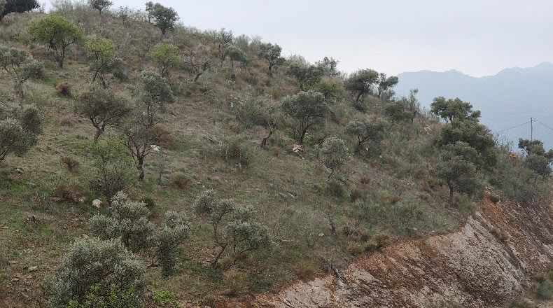 Малага - Almogía - 26000m2
