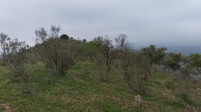 Малага - Almogía - 26000m2