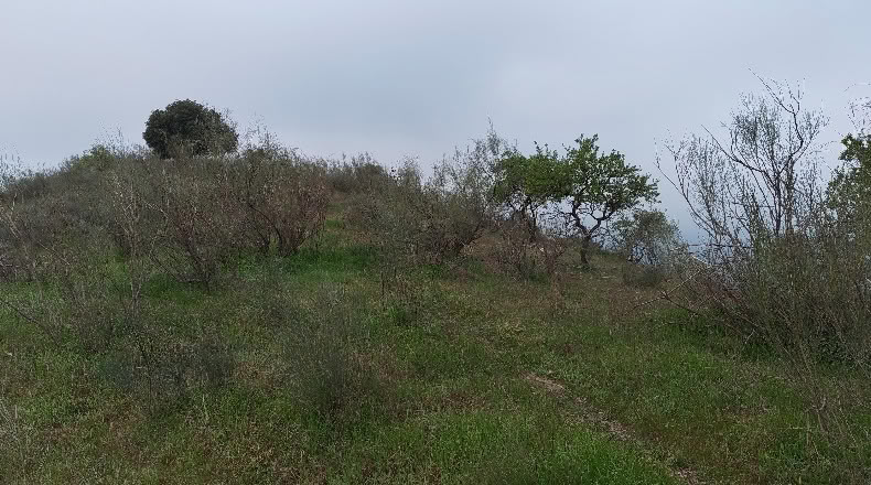 Малага - Almogía - 26000m2