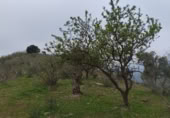 Terreno no urbanizable en venta en la Lagar mesoneros, Almogía, ref: TR387663 foto