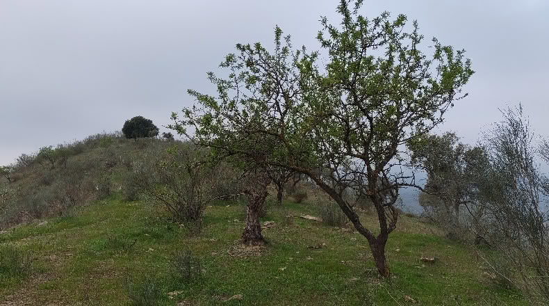 Малага - Almogía - 26000m2