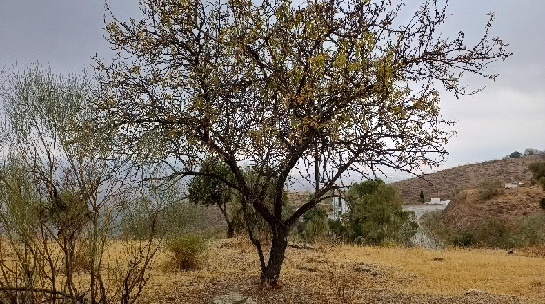 Малага - Almogía - 26000m2