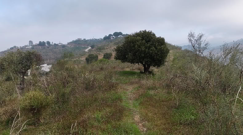 Малага - Almogía - 26000m2