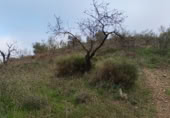 Terreno no urbanizable en venta en la Lagar mesoneros, Almogía, ref: TR387663 foto