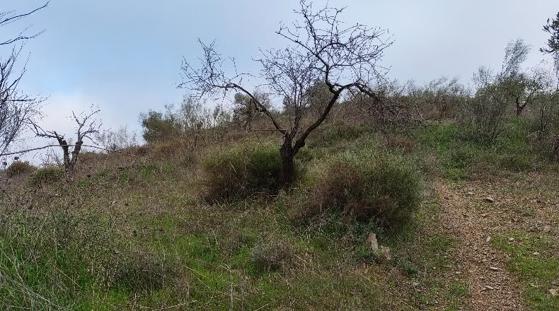 Малага - Almogía - 26000m2