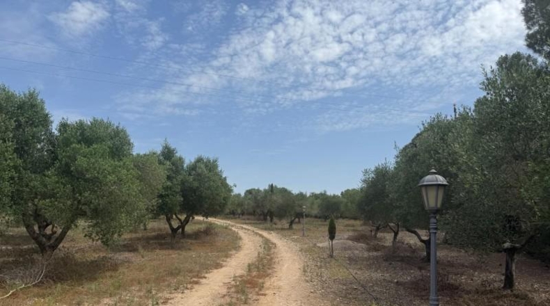 Tarragona - Santa Oliva - 21219m2