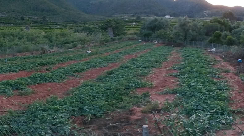 Alicante - Adsubia - 9300m2
