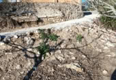 Terreny amb magatzem en venda a Xerta ref.: TR388170 foto