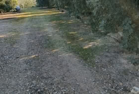 Xerta 6782&nbsp;м²