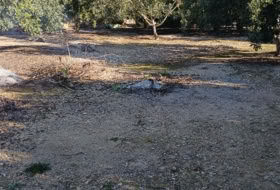 Xerta 6782&nbsp;м²