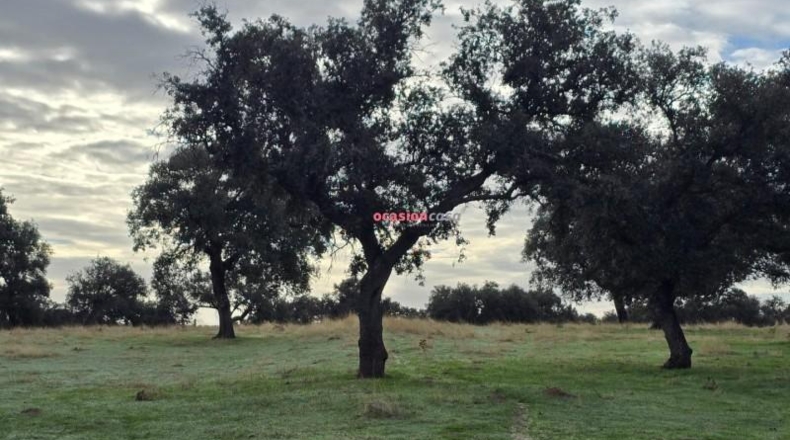 Córdoba - Torrecampo - 53151m2