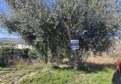 Sòl urbà en venda a la Bisbal del Penedès ref.: TR388125 foto