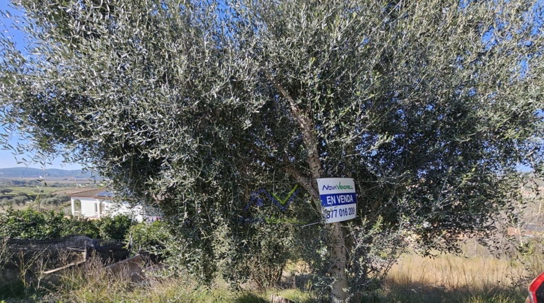 Таррагона - La Bisbal del Penedès - 600m2
