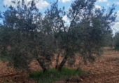 Non-developable land for sale in Valdepeñas ref: TR388085 photo