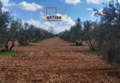 Non-developable land for sale in Valdepeñas ref: TR388085 photo