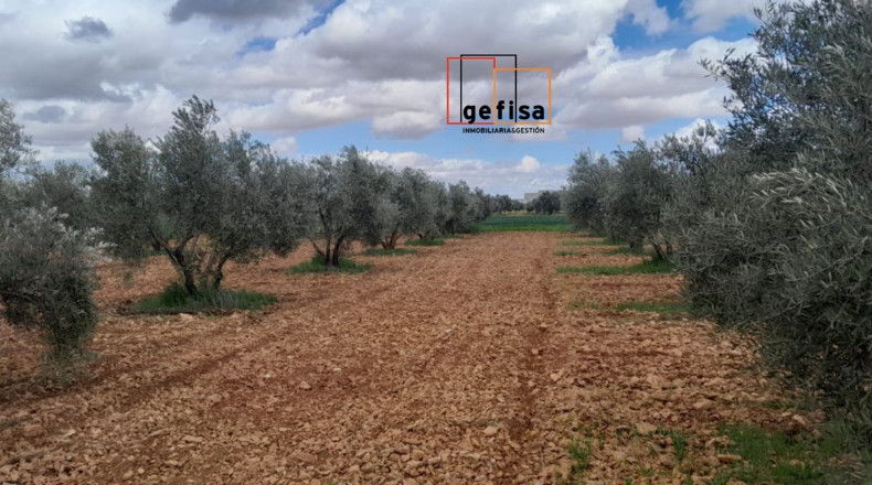 Ciudad Real - Valdepeñas - 8000m2
