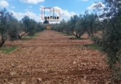 Non-developable land for sale in Valdepeñas ref: TR388085 photo