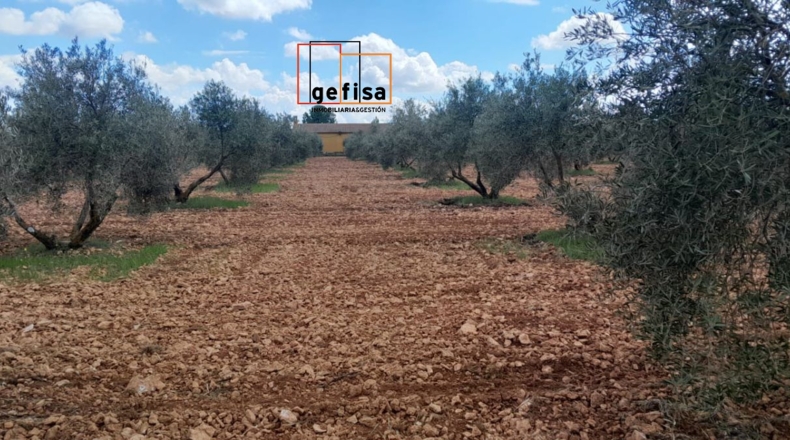 Ciudad Real - Valdepeñas - 8000m2