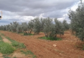 Non-developable land for sale in Valdepeñas ref: TR388085 photo