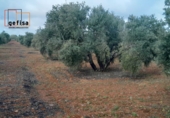Non-developable land for sale in Valdepeñas ref: TR388124 photo