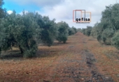 Non-developable land for sale in Valdepeñas ref: TR388124 photo