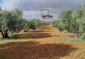 Non-developable land for sale in Valdepeñas ref: TR388124 photo