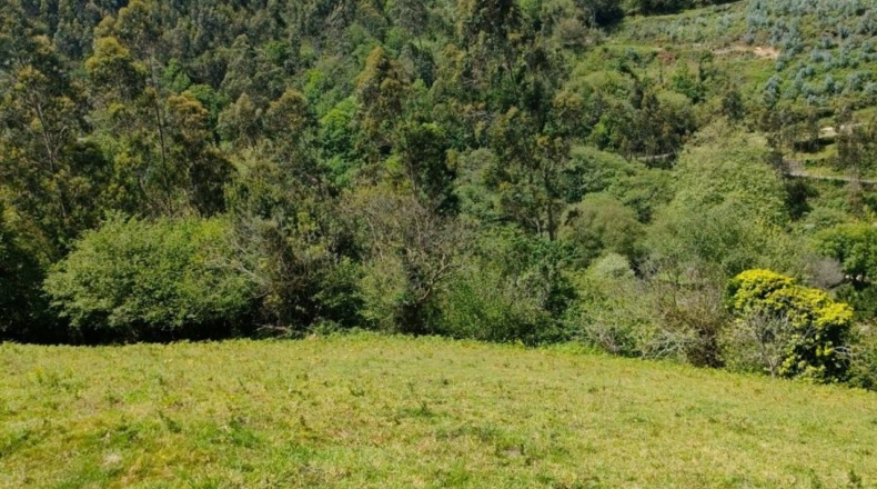 Astúries - Villaviciosa - 2200m2