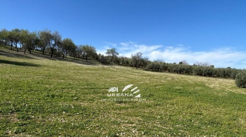 Córdoba - Lucena - 7000m2