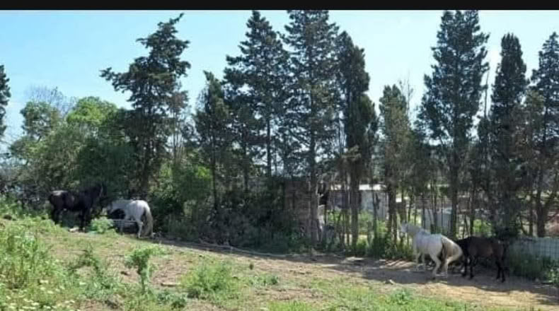Cádiz - San Martín del Tesorillo - 25000m2