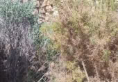 Terreno con Ruinas en venta en la Calle Colón, Alcublas, ref: TR388360 foto