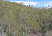 Terreno con Ruinas en venta en la Calle Colón, Alcublas, ref: TR388360 foto