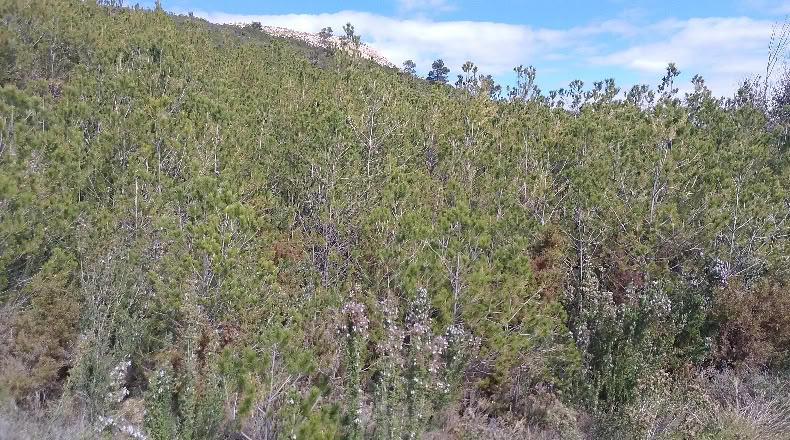 Valencia - Valencia - 9067m2