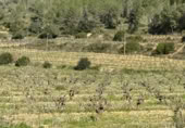 Suelo urbano en venta en la MAS DE MONTOMBRA 12, Olivella, ref: TR388366 foto