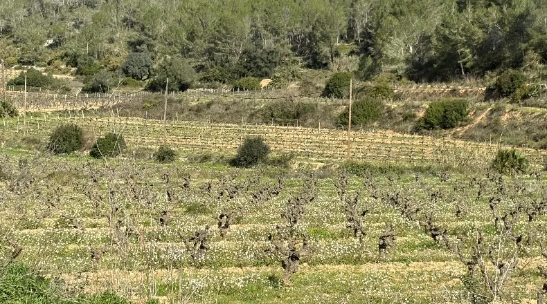 Barcelona - Olivella - 546m2