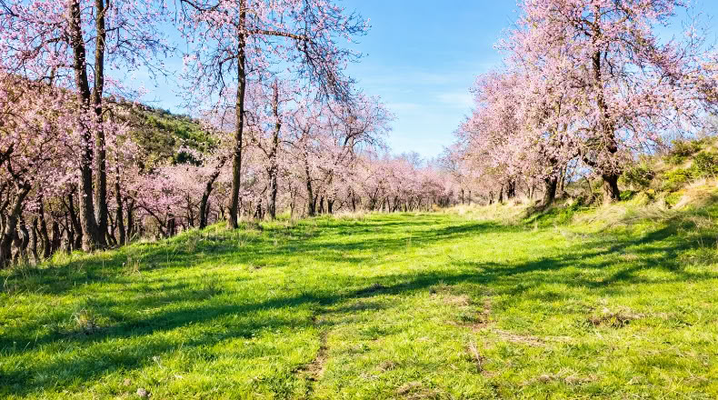 Toledo - Los Navalucillos - 15500m2