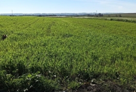 San Juan del Puerto 36000&nbsp;m²