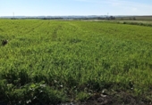 Non-developable land for sale on España, San Juan del Puerto, ref: TR389053 photo
