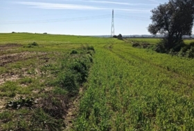 San Juan del Puerto 36000&nbsp;m²