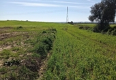 Non-developable land for sale on España, San Juan del Puerto, ref: TR389053 photo