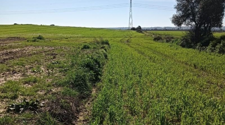 Huelva - San Juan del Puerto - 36000m2