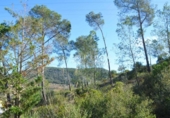 Sòl urbà en venda a la España, Olivella, ref.: TR389154 foto